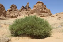 Whole plant