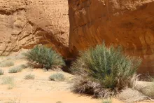 Whole plant