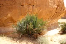 Whole plant