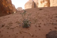 Whole plant