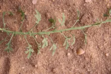 Eschenbachia stricta leaves