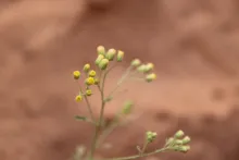 Eschenbachia stricta flowers