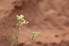 Eschenbachia stricta flowers