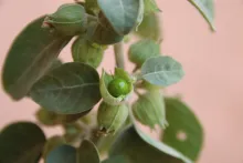 Withania somnifera fruit