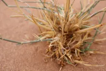 Centropodia forskaolii leaves