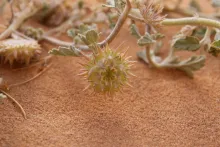 Neurada procumbens fruit
