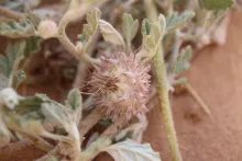 Neurada procumbens fruit