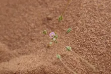 Monsonia nivea flower
