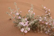 Whole plant