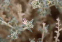 Moltkiopsis ciliata flower