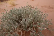 Whole plant
