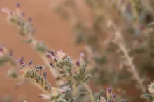 Moltkiopsis ciliata flower