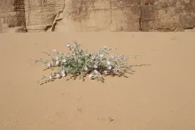 Convolvulus spicatus on a sand dune