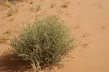 Whole plant