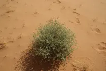 Whole plant