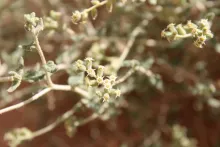 Heliotropium digynum flowers