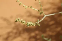 Heliotropium digynum flowers