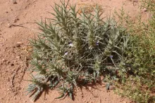 Whole plant