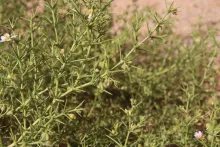 Zygophyllum arabicum fruits