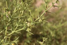 Zygophyllum arabicum fruits