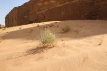 Scrophularia hypericifolia on a Sand dune