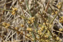 Ephedra alata flowers