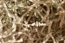 Fruit of Aerva javanica