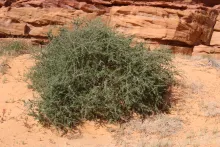 Whole plant