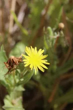 Urospermum picroides flower