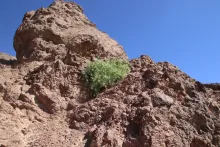 Whole plant