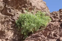Whole plant