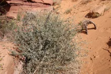 Whole plant