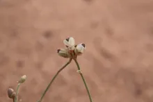 Ephedra ciliata fruit