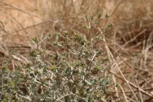 Gymnocarpos decander flowers and leaves