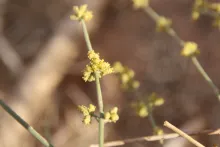 Ephedra ciliata flower