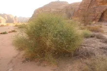 Whole plant
