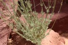 Lavandula coronopifolia leaves