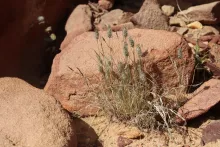 Whole plant