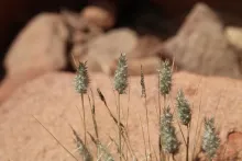 Enneapogon desvauxii fruits