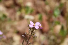Diplotaxis acris
