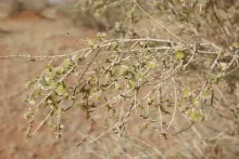 Haloxylon persicum fruits