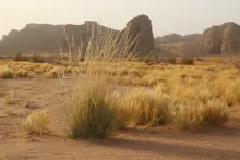 Whole plant
