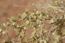 Haloxylon persicum fruits