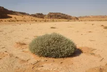 Whole plant