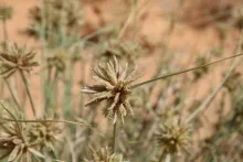 Cyperus conglomeratus flowers