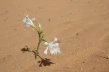 Pancratium sickenbergeri flowers