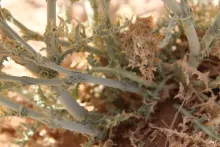 Launaea mucronata leaves
