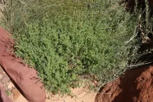 Whole plant