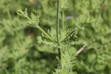 Lavandula pubescens leaves