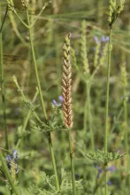 Lavandula pubescens fruits
